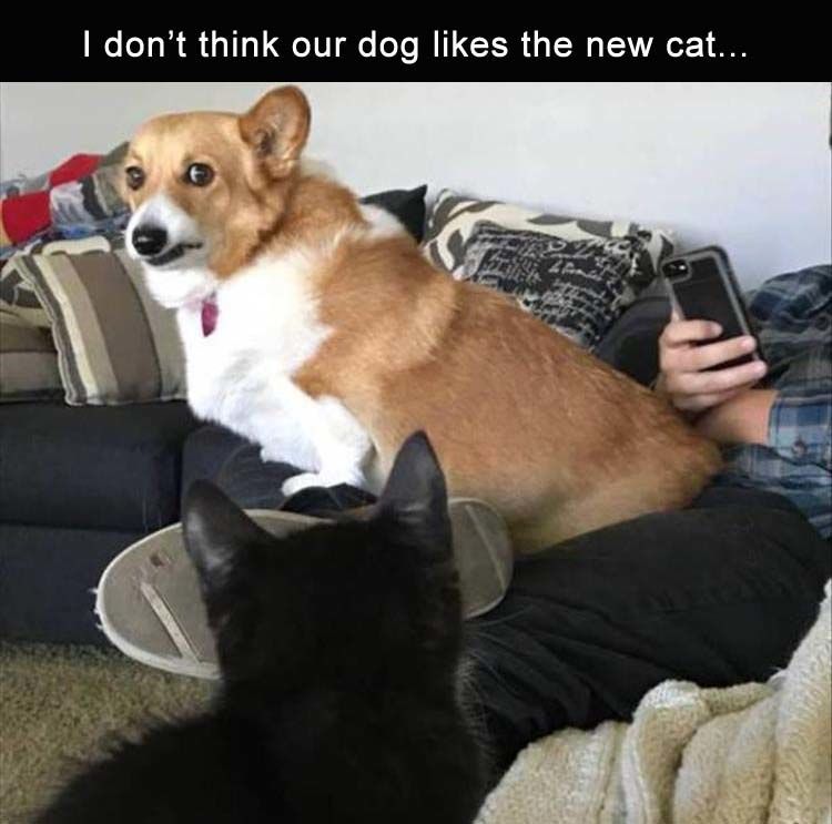 Funny Animal Pictures - 24 Images