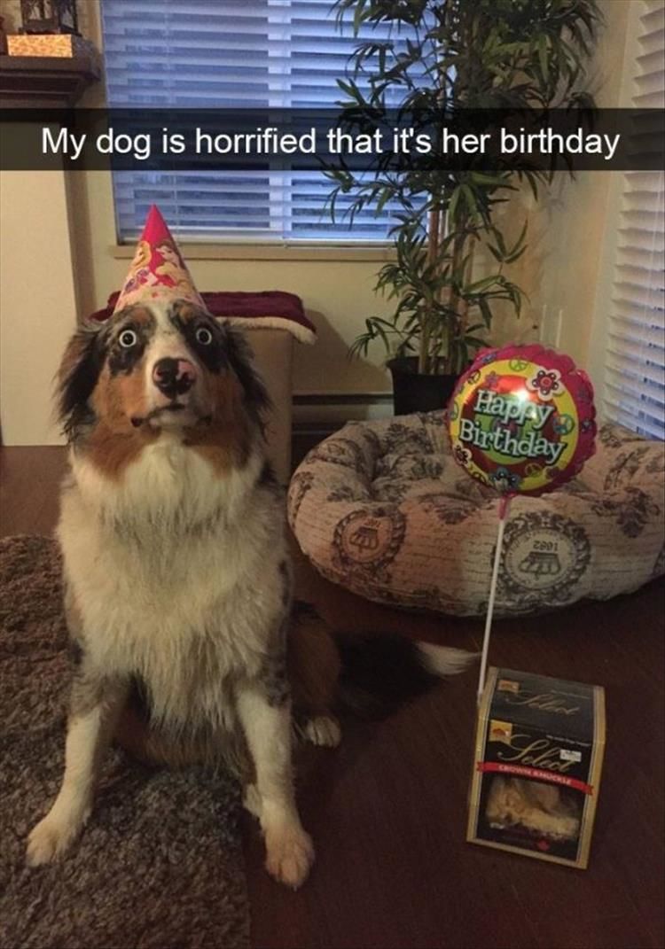 Funny Animal Pictures Of The Day - 25 Images