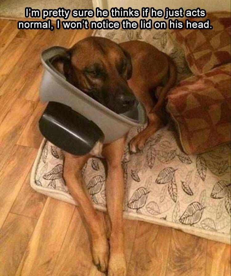 Funny Animal Pictures - 23 Images