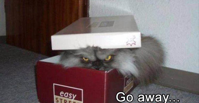 Funny Animal Pictures Of The Day  - 21 images