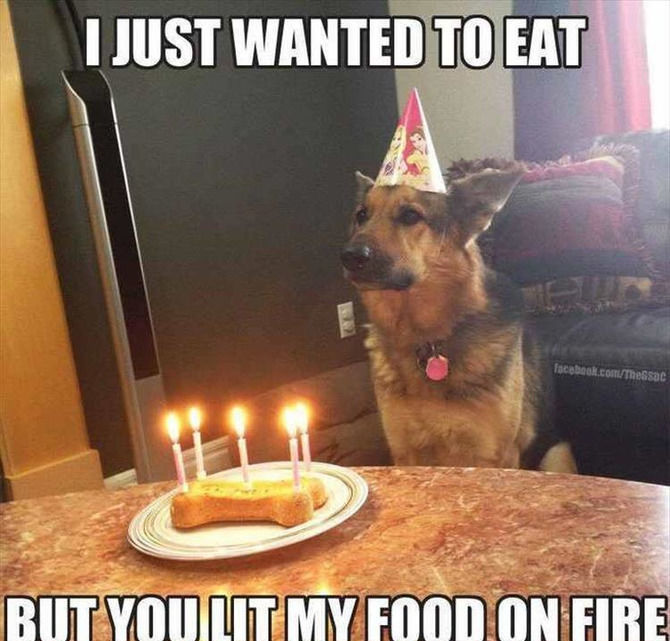 Funny Animal Pictures Of The Day - 24 images