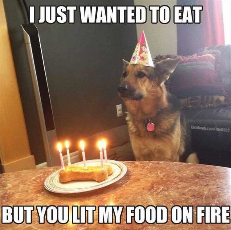 Funny Animal Pictures Of The Day - 18 Images