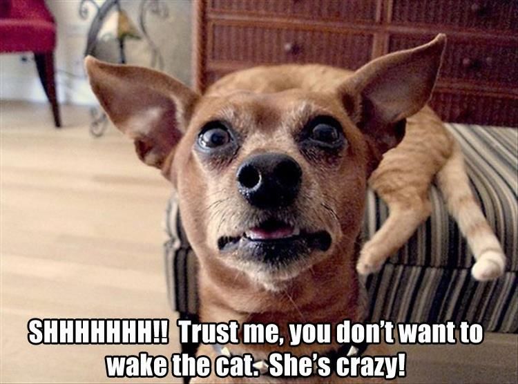 Funny Animal Pictures - 14 Images