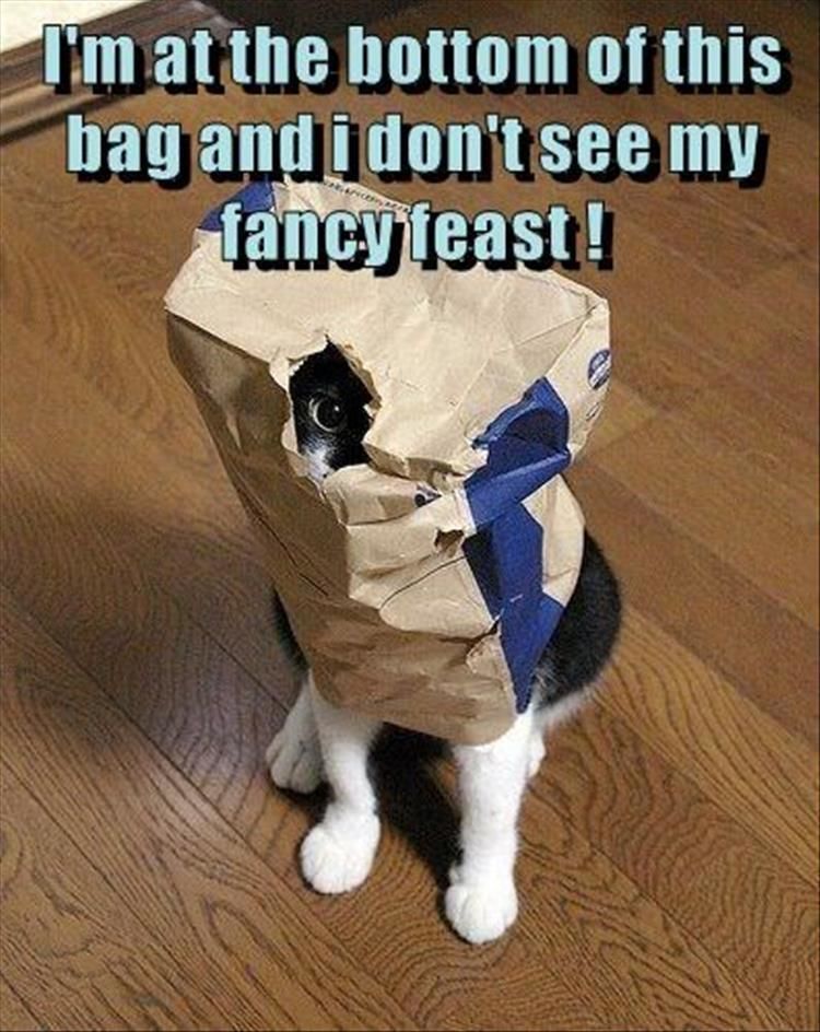 Funny Animal Pictures - 21 Images