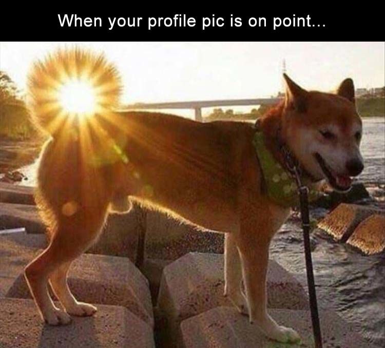 Funny Animal Pictures Of The Day - 12 Images