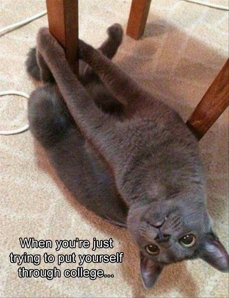 Funny Animal Pictures - 18 Images