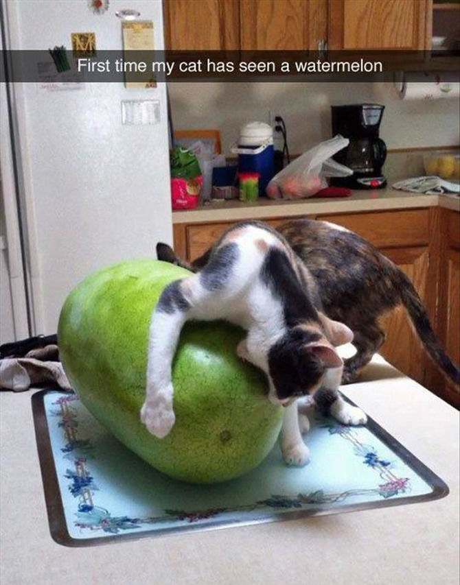 Funny Animal Pictures Of The Day - 23 images
