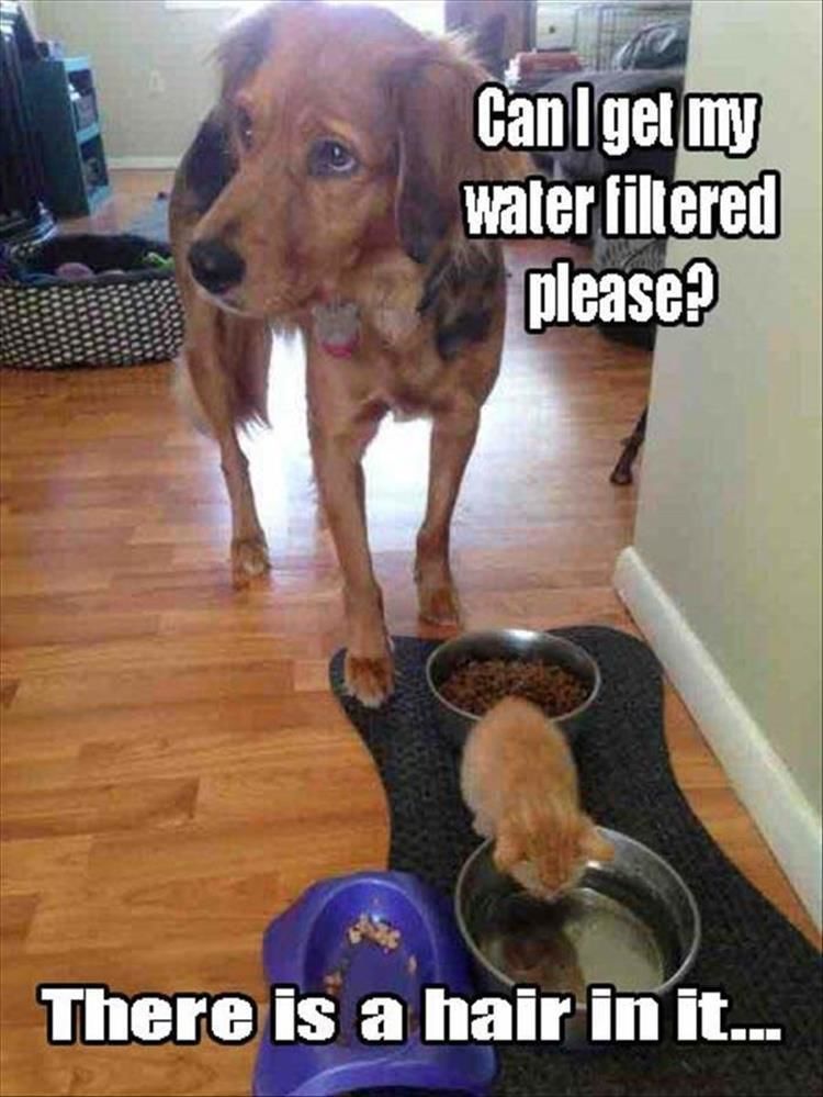 Funny Animal Pictures Of The Day - 17 Images
