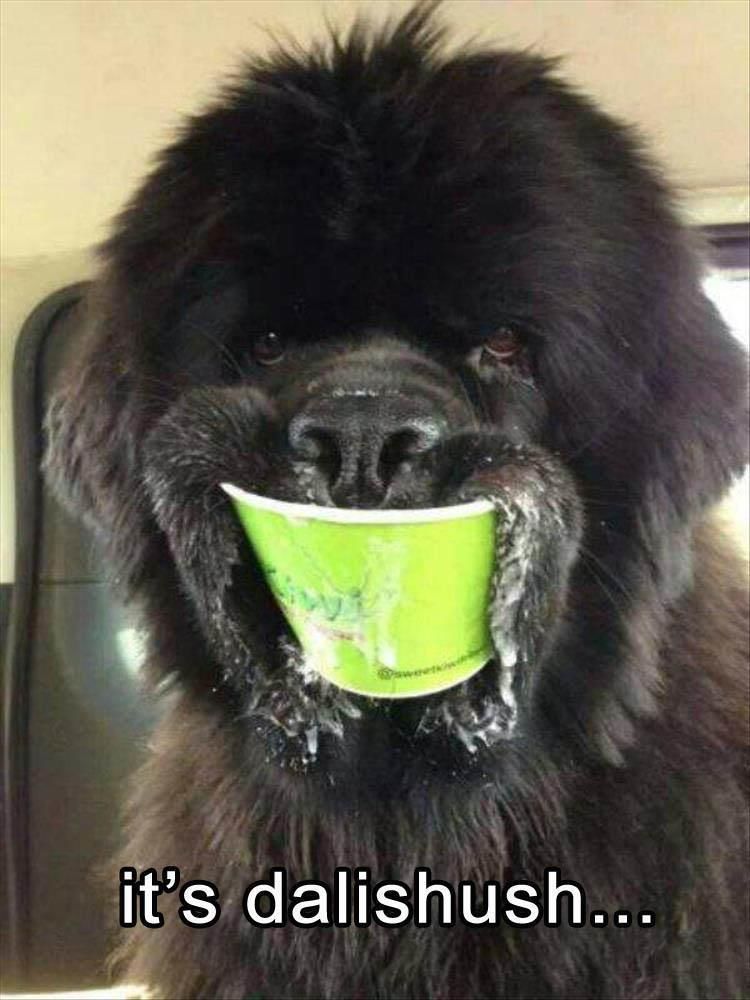 Funny Animal Pictures Of The Day - 22 Images