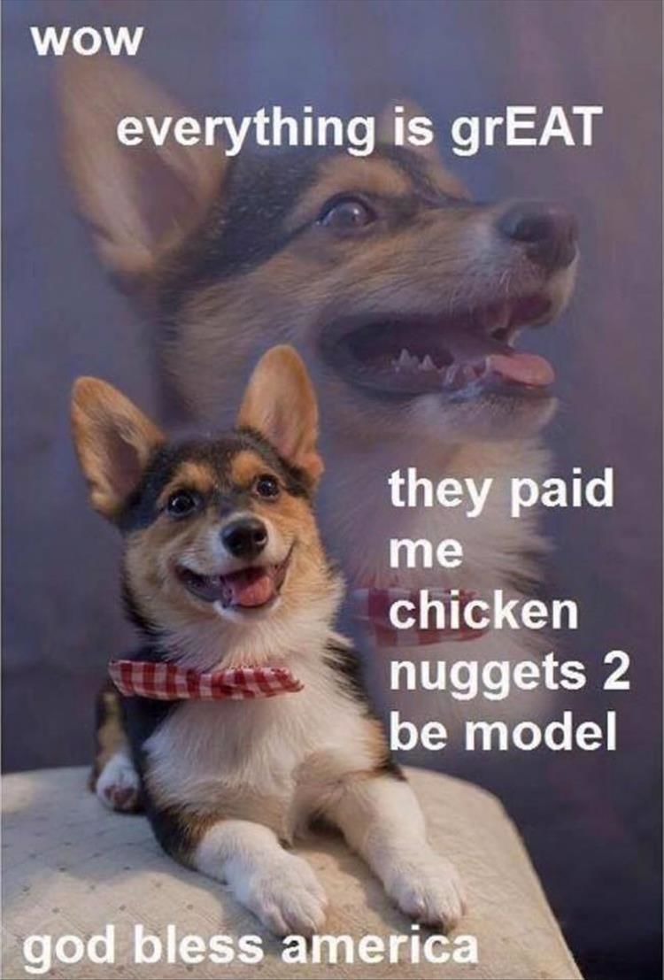 Funny Animal Pictures Of The Day - 10 Images