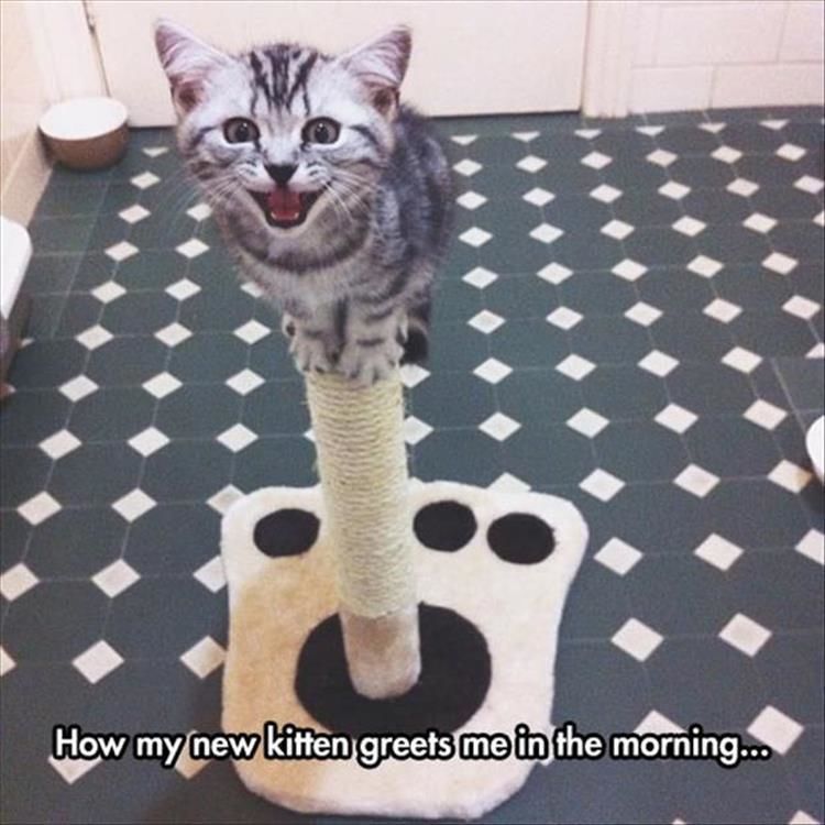 Funny Animal Pictures Of The Day - 11 Images
