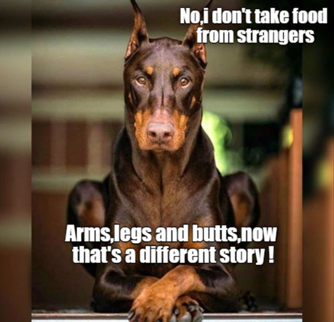 Funny Animal Pictures Of The Day - 23 images