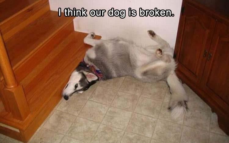 Funny Animal Pictures Of The Day - 13 Images