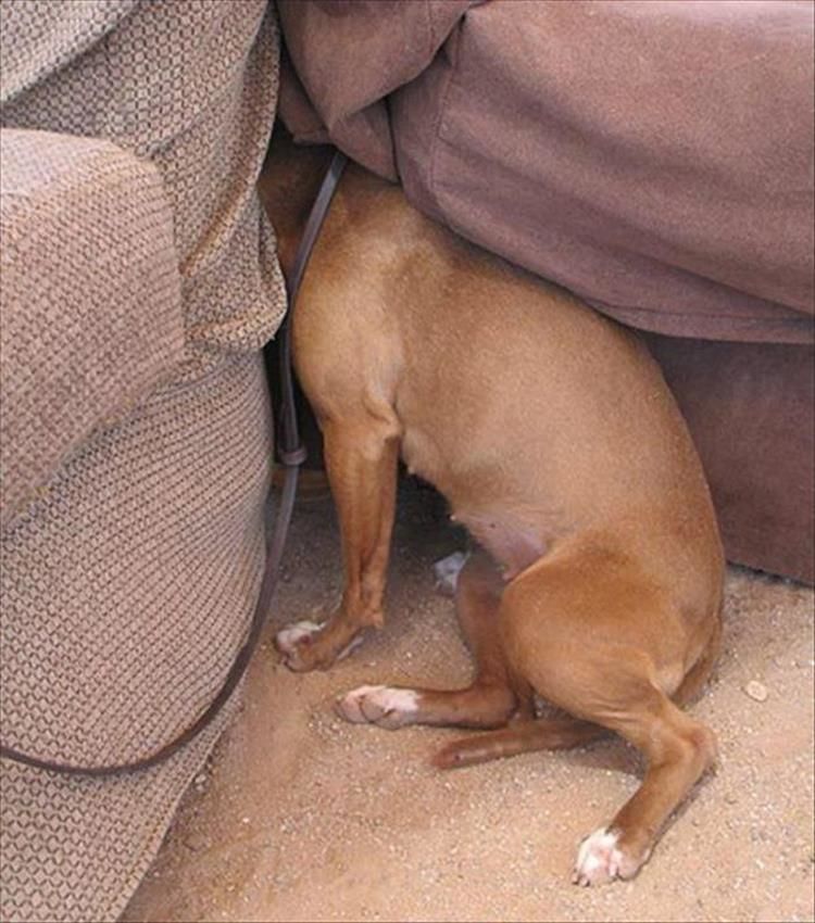 Dogs Playing Hide And Seek Is The Cutest Thing You’ll See All Day 21 Pics