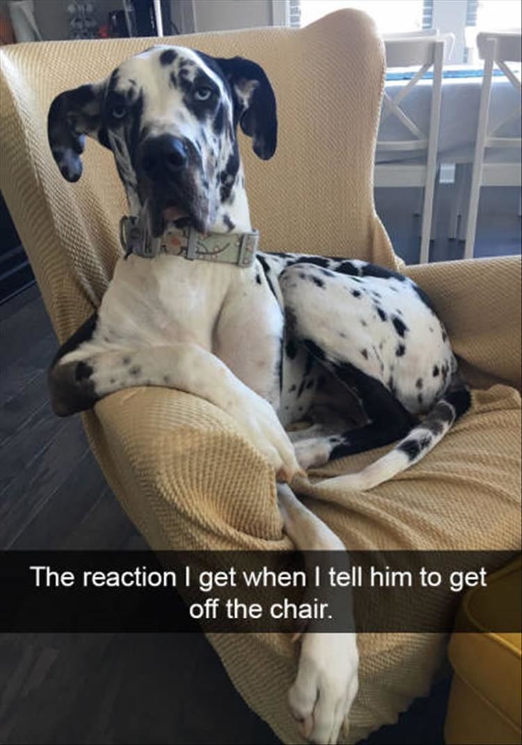 Funny Snapchats (dog edition)