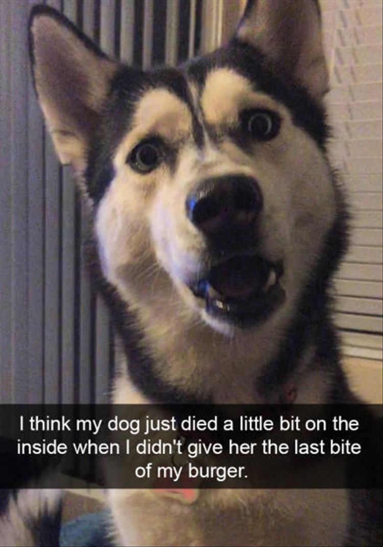Funny Snapchats (dog edition)