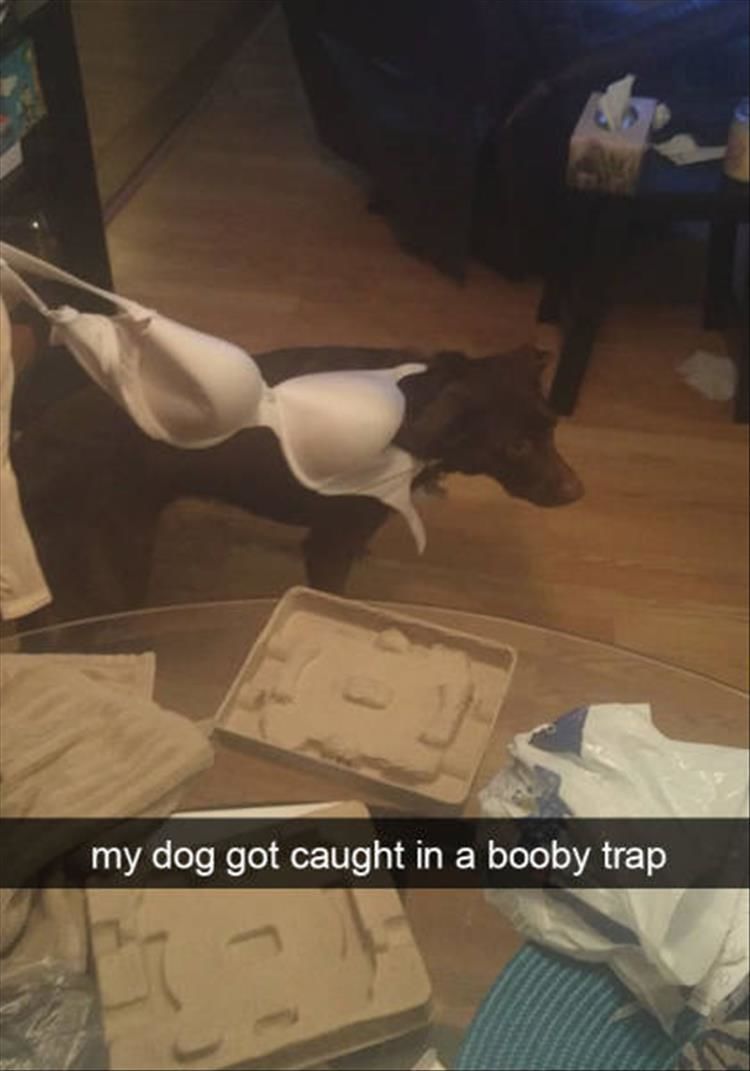 The Best Of Doggy SnapChats 27 Pics