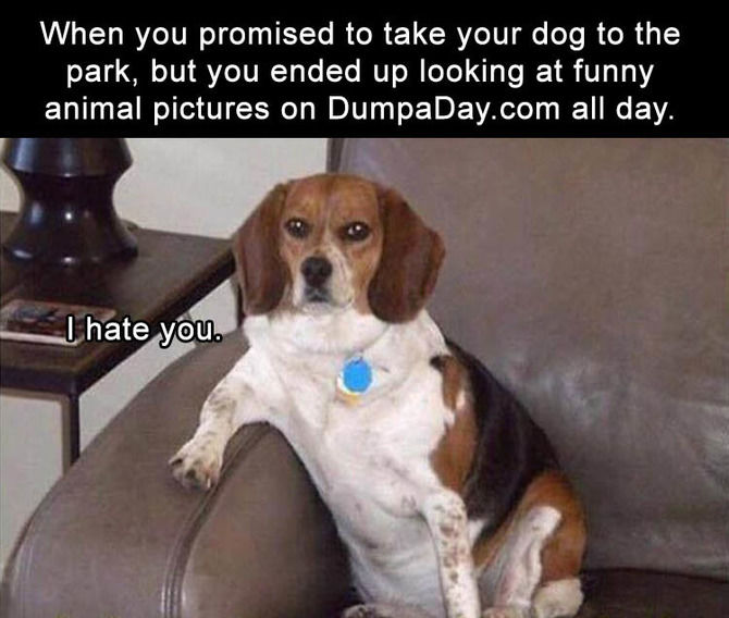 Funny Animal Pictures Of The Day – 23 Pics