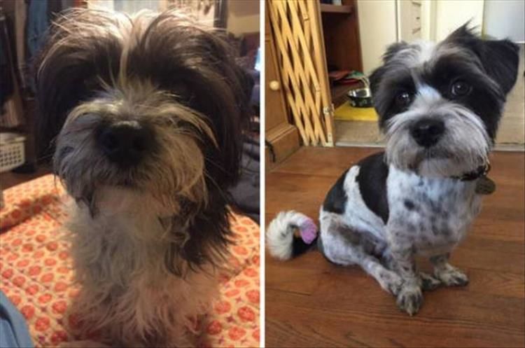 Dogs Before And After Getting A Hair Cut 27 Pics