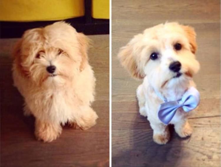Dogs Before And After Getting A Hair Cut 27 Pics