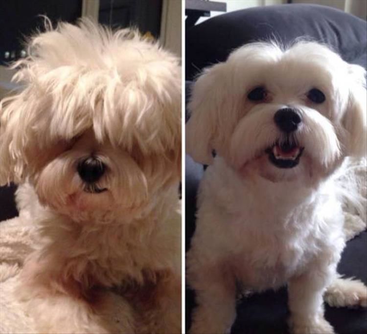 Dogs Before And After Their Hair Cuts Are So Adorable 27 Pics