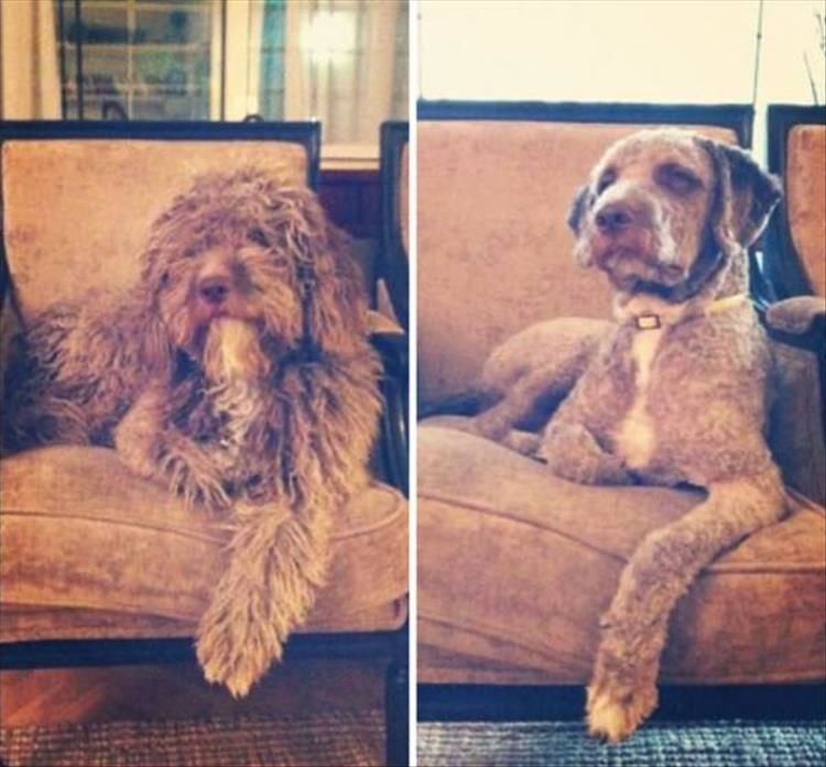 Dogs Before And After Their Hair Cuts Are So Adorable 27 Pics