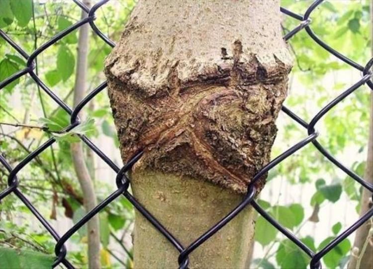 Trees These Days Are Eating Better Than You 27 Pics