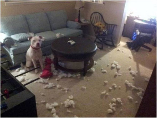 When Guilty Animals Try To Act Innocent