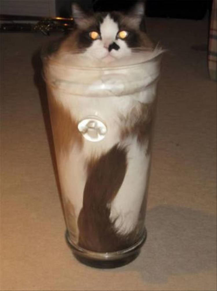 Even More Proof That Cats Are In Fact, Also Liquid 25 Pics