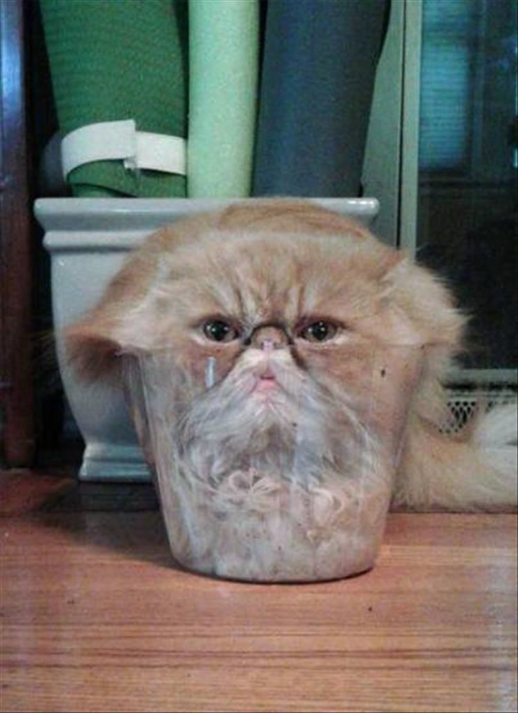 Even More Proof That Cats Are In Fact, Also Liquid 25 Pics
