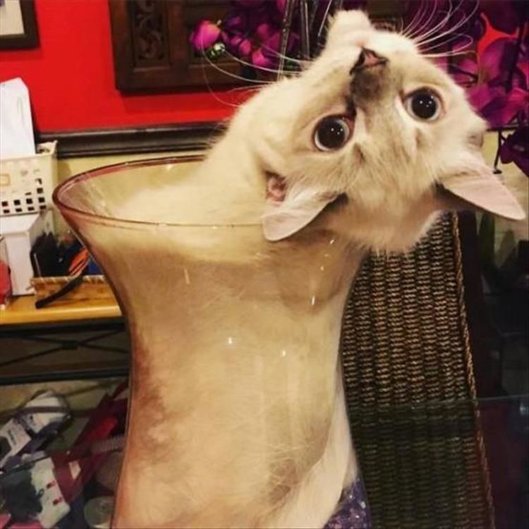 Proof That Cats Are In Fact Liquid 25 Pics