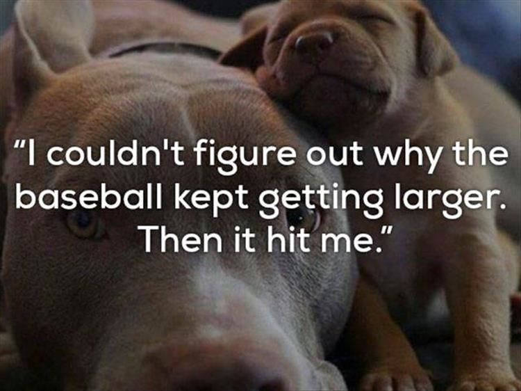 One Liner Jokes Are Even Funnier When Told By Dogs 24 Pics