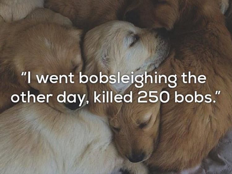 One Liner Jokes Are Even Funnier When Presented With Dogs 23 Pics