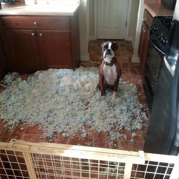 I’m Starting To Think That Pets Are Why We Can’t Have Nice Things 25 Pics