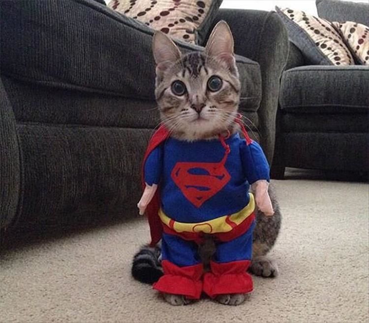 20 Pets Who Need Rescued From Their Humans
