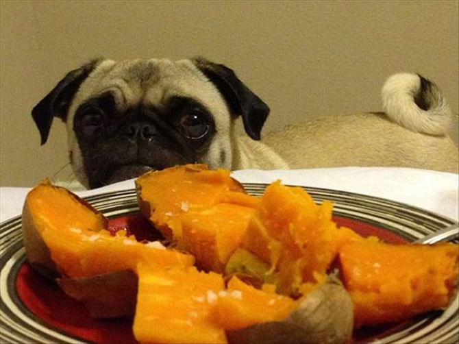 I Just Want Someone To Look At Me The Way A Pug Looks At Food