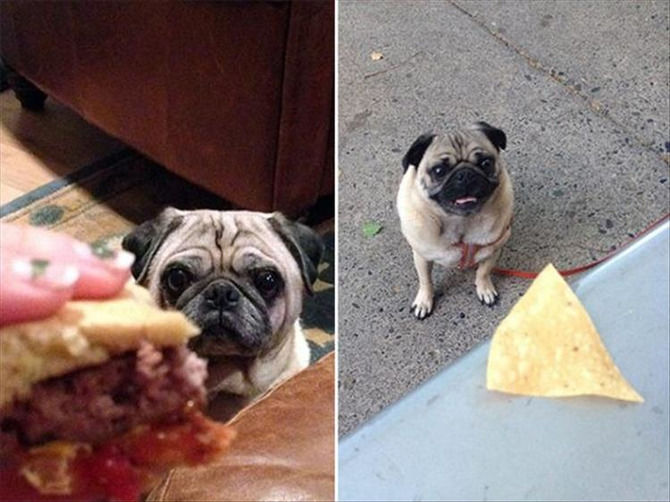 I Just Want Someone To Look At Me The Way A Pug Looks At Food