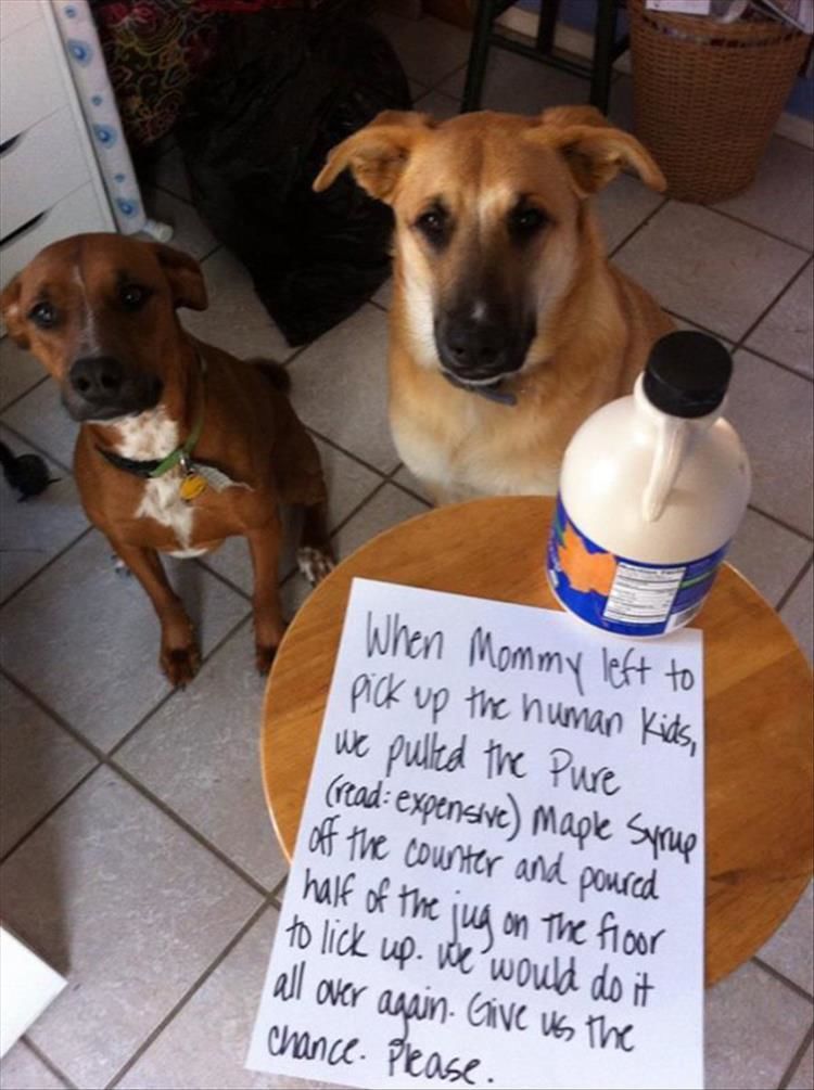 Pet Shaming Partners In Crime 34 Pics