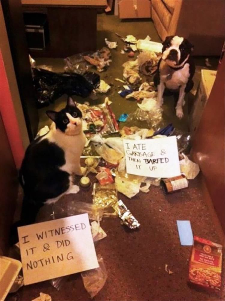 Pet Shaming Partners In Crime 34 Pics