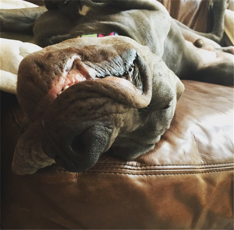 To Be Completely Honest, Sleeping Dogs Are Kinda Creepy 20 Pics
