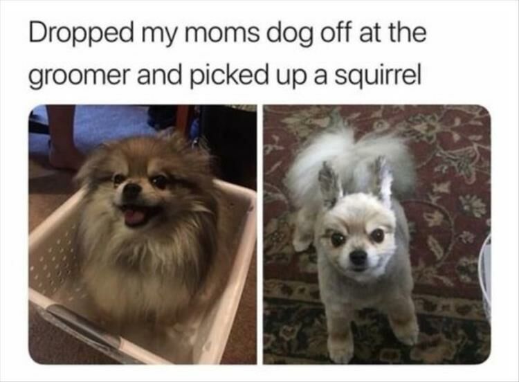 Funny Animal Pictures of the Day - 38 Total Pictures