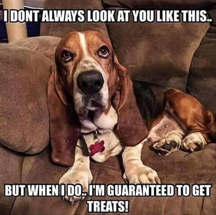 Funny Animal Pictures of the Day - 39 Total Pictures