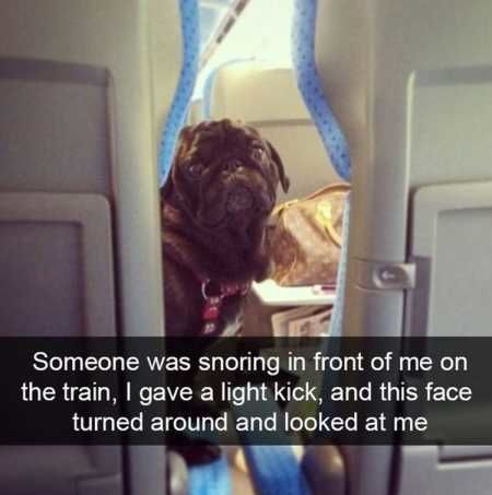 37 Of The Best Funny Animal Pictures Ever