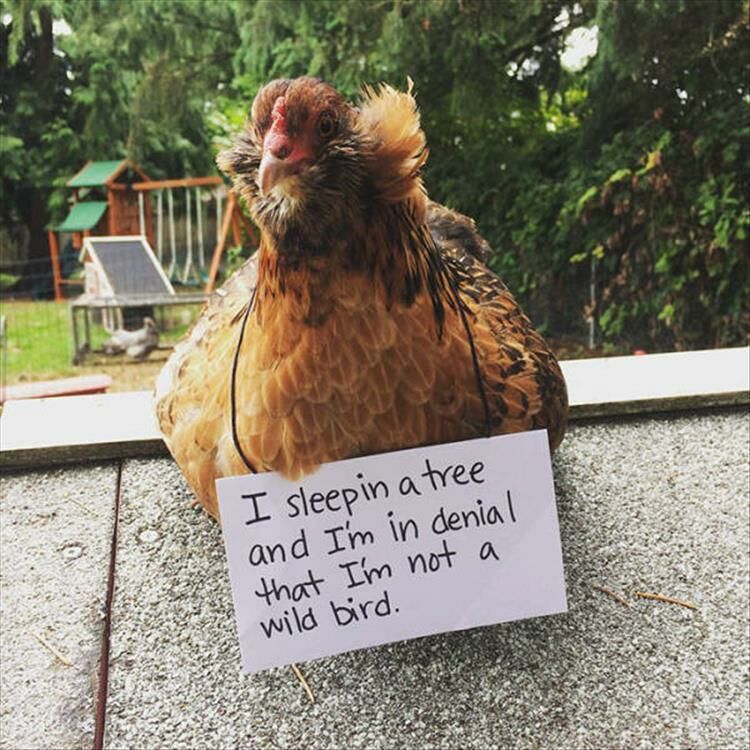 25 Funny Chickens Get Shamed
