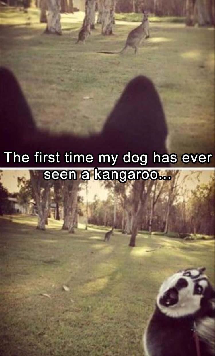 Funny Animal Pictures - 10 Images