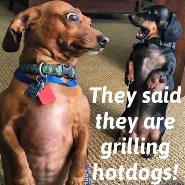 Funny Animal Memes Of The Day 24 Pics