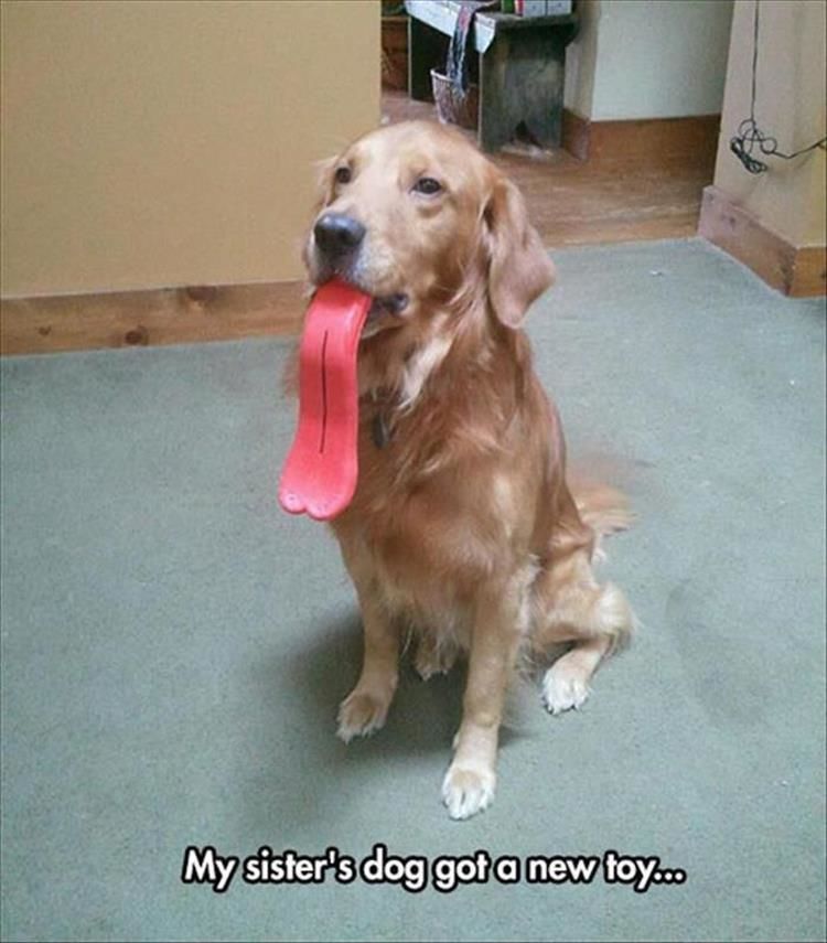 Funny Animal Pictures Of The Day - 20 Images