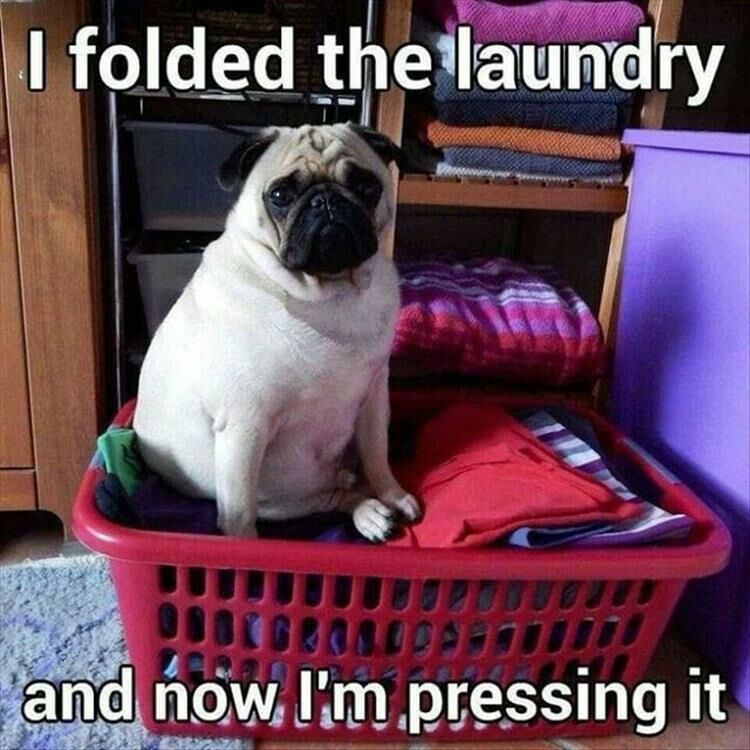 Funny Animal Memes Of The Day 32 Pics