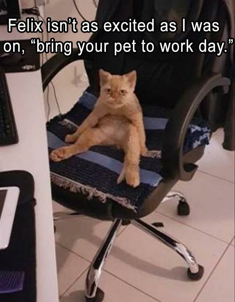 Funny Animal Memes Of The Day 22 Pics