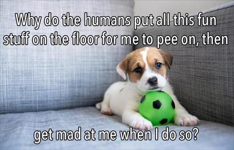Funny Animal Pictures - 19 Images